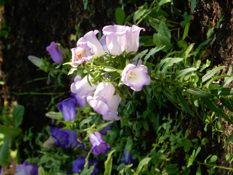 [ pilt: DSCN1528.jpg ]