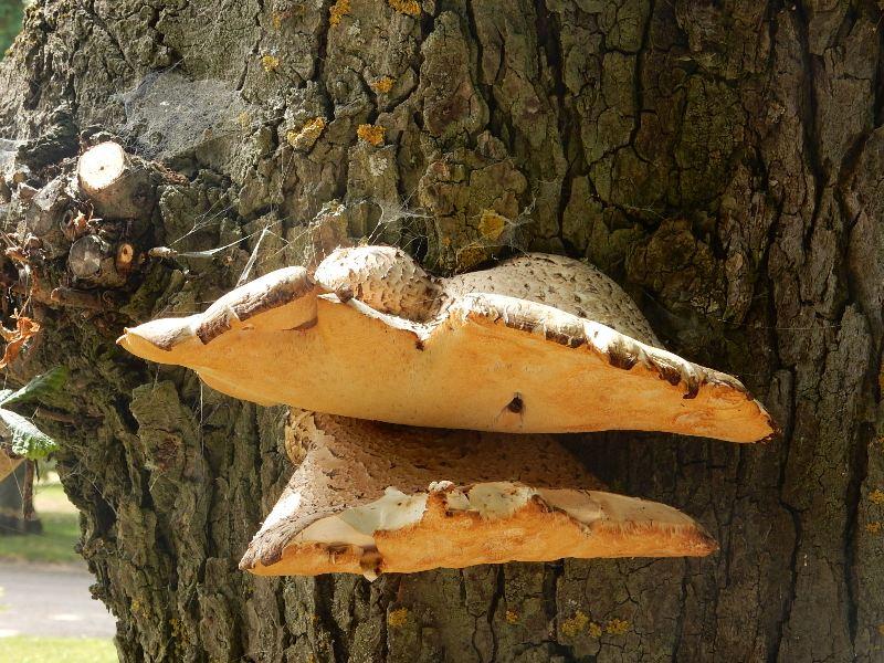 [ pilt: DSCN1734.jpg ]