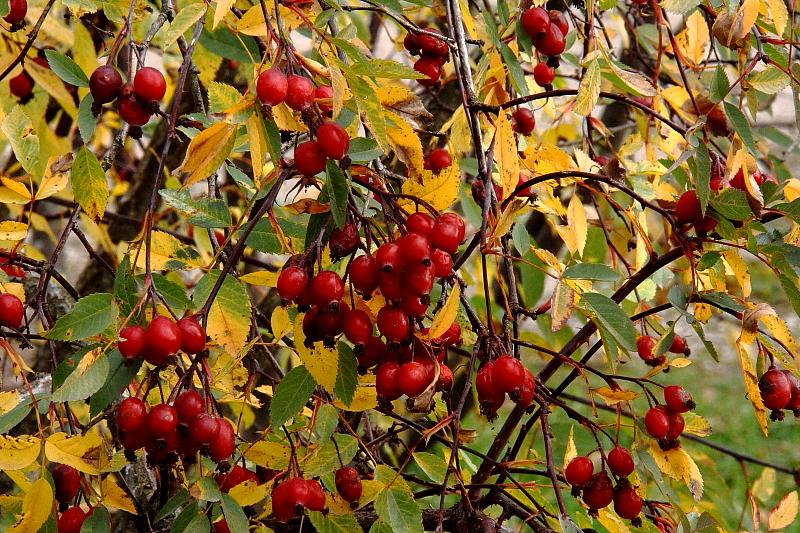 [ pilt: IMG_8056X.JPG ]