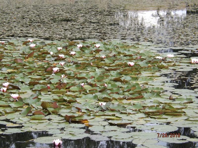 [ pilt: kuramaa412.jpg ]