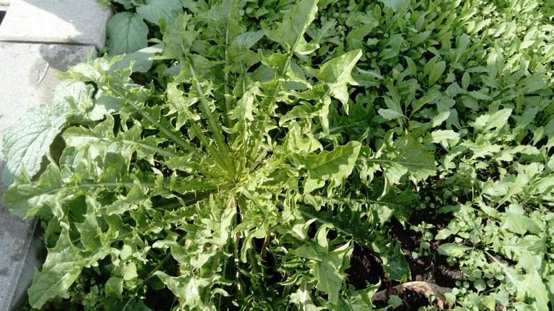 [ pilt: 36816462_1780245015401227_6644811540786577408_n.jpg ]