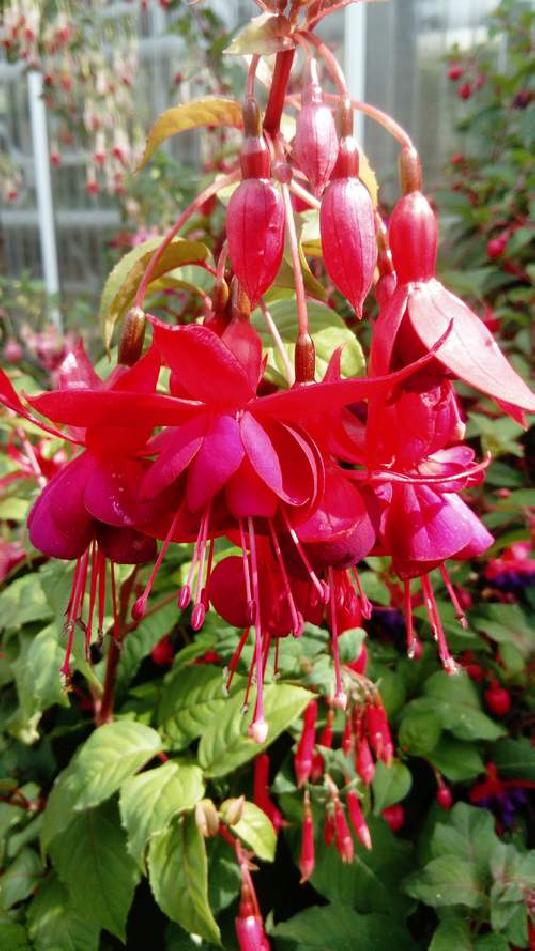 [ pilt: 36827652_1780240292068366_7280596176678682624_n.jpg ]