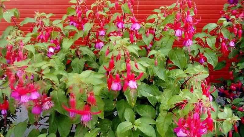 [ pilt: 36848986_1780240125401716_7858364209652826112_n.jpg ]