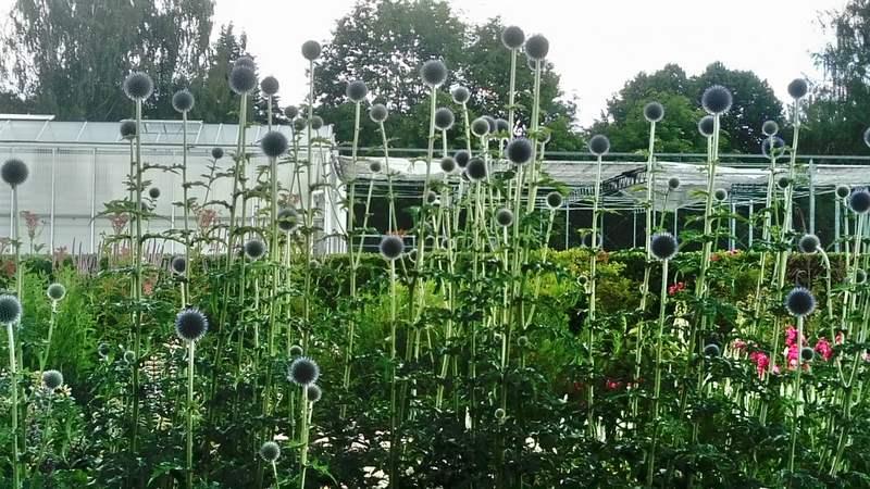 [ pilt: 36863519_1780244928734569_6565521260476891136_n.jpg ]