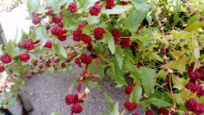 [ pilt: 36875937_1780241602068235_5277719327301173248_n.jpg ]