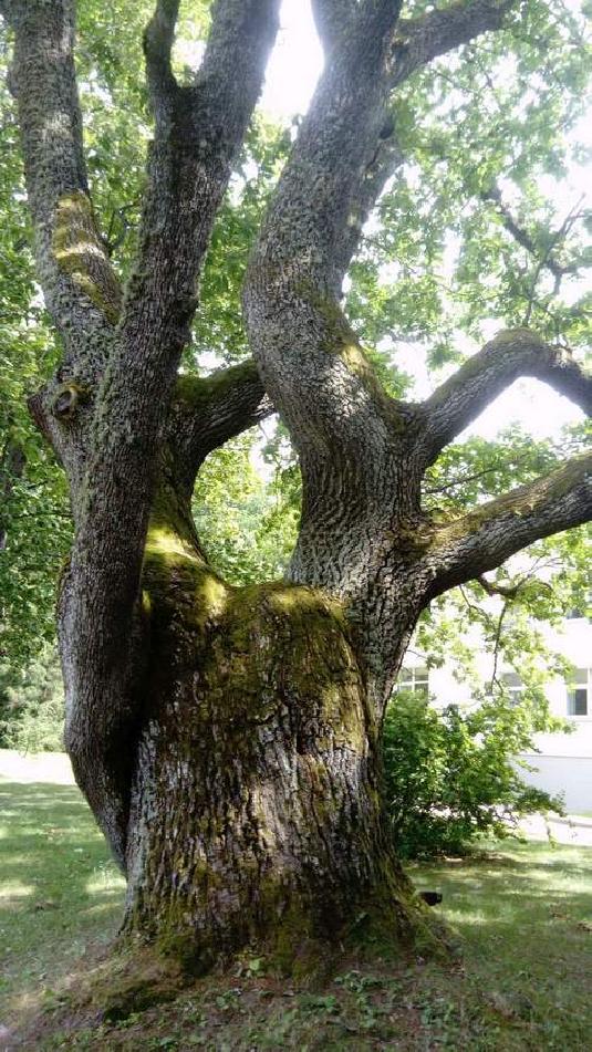 [ pilt: 36880741_1780242172068178_7014131947458789376_n.jpg ]