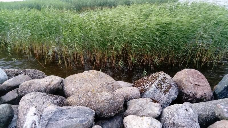 [ pilt: 36914138_1780245368734525_29473044837695488_n.jpg ]