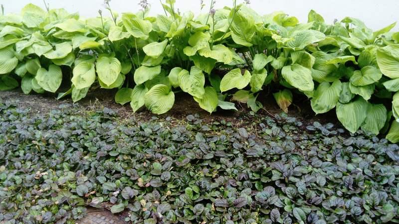 [ pilt: 36915578_1780244625401266_368779605865136128_n.jpg ]