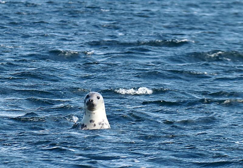 [ pilt: 078XXB.JPG ]