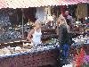 [ pilt nr. 15 ]